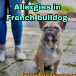 French Bulldog Allergies