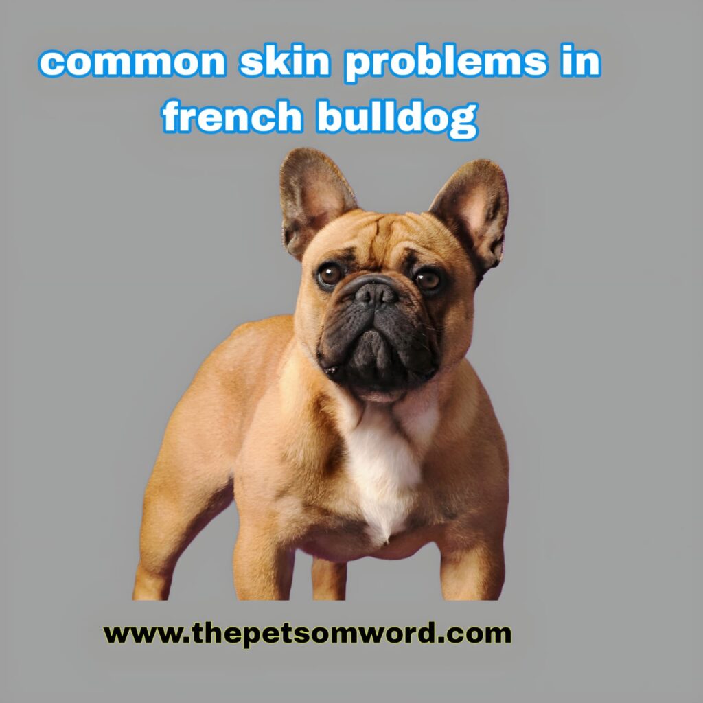 How to solve Common French bulldog Skin problems