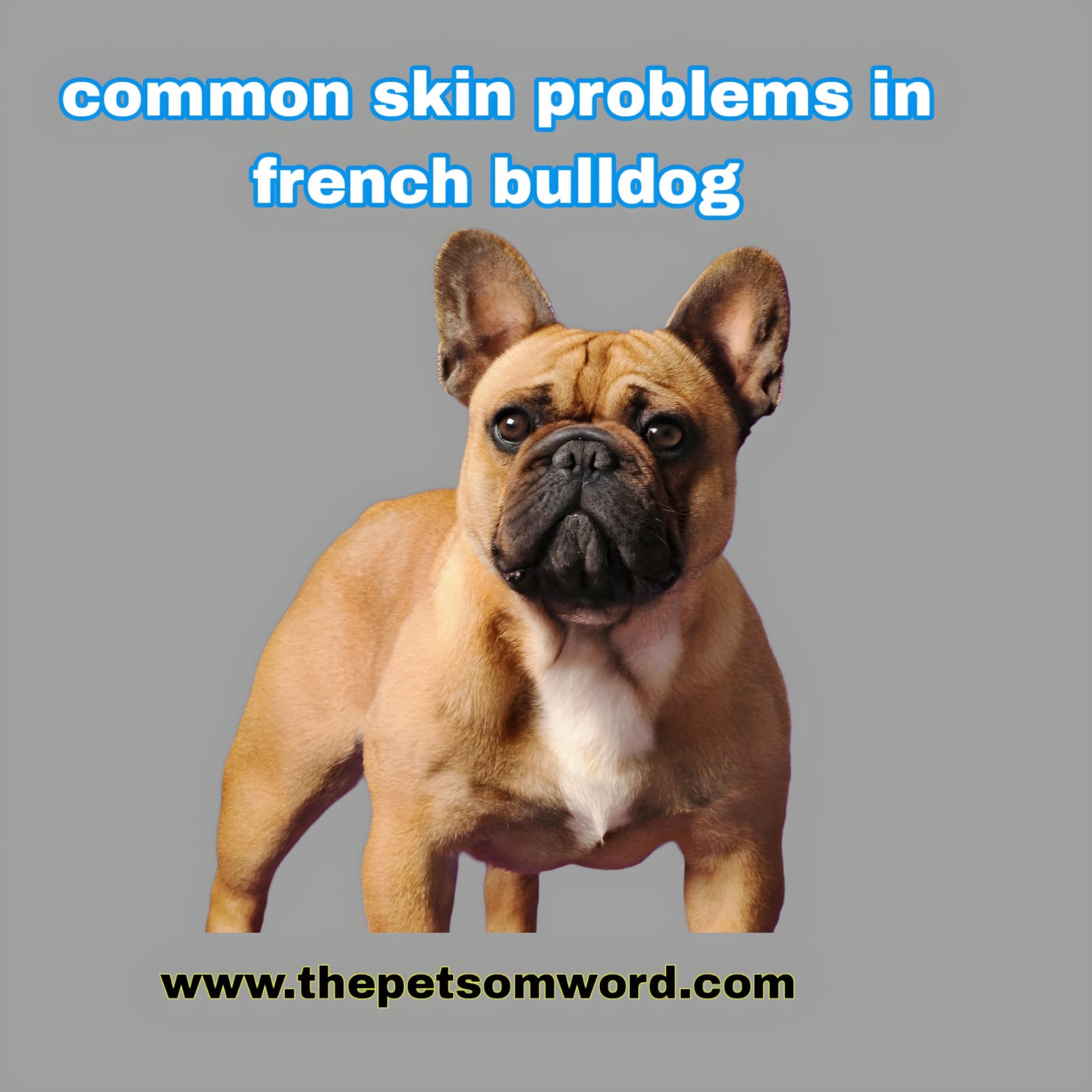 How to solve Common French bulldog Skin problems