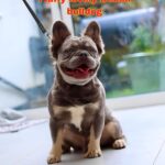 Fluffy French Bulldog