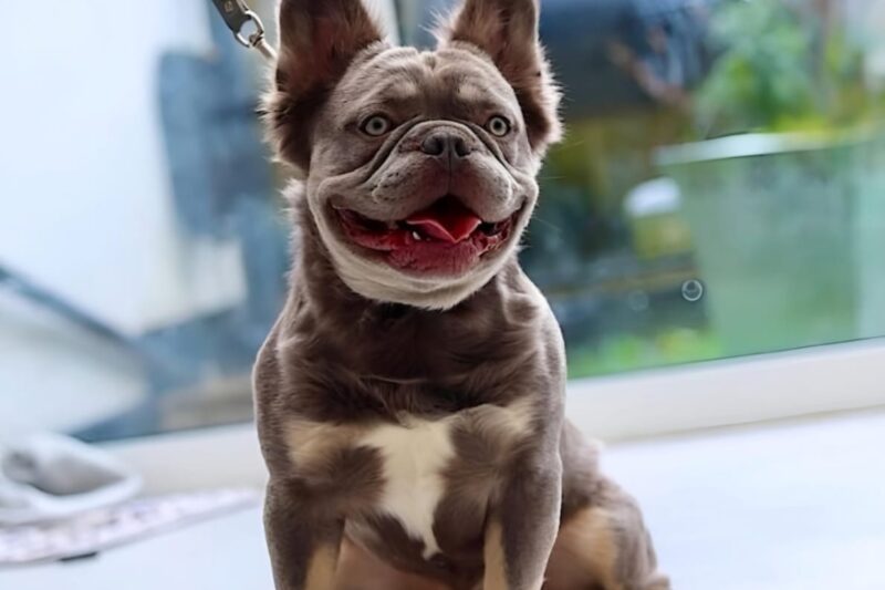 Fluffy French Bulldog: The Ultimate Guide to Your Adorable Companion