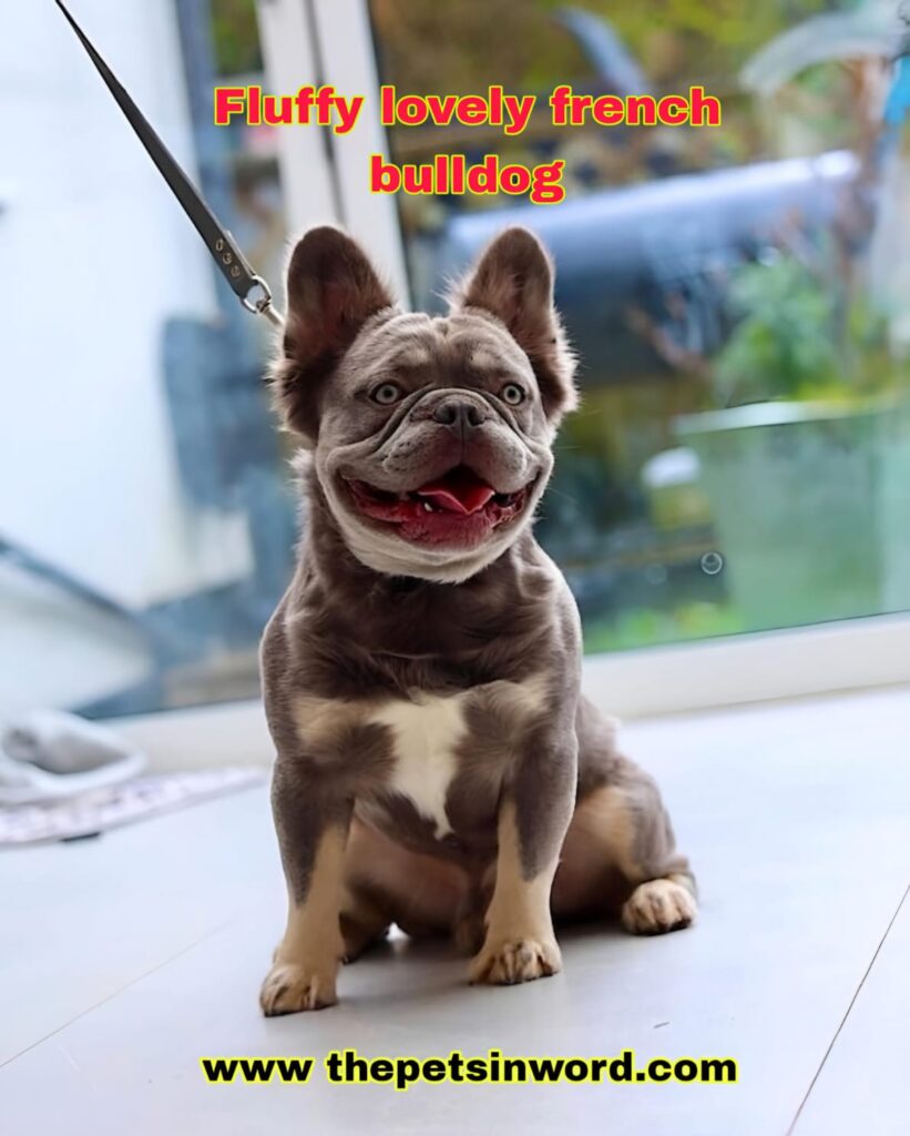 Fluffy French Bulldog