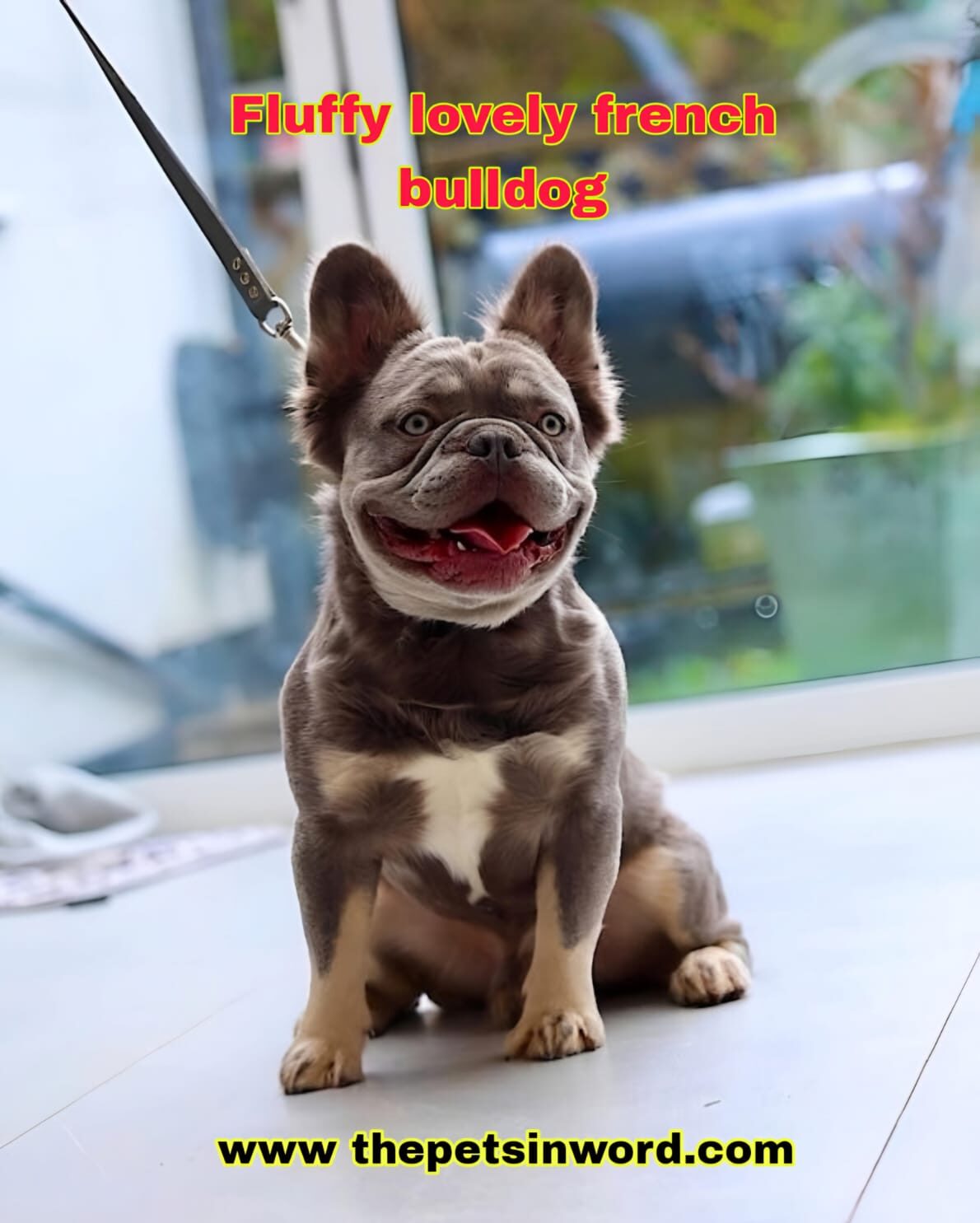 Fluffy French Bulldog