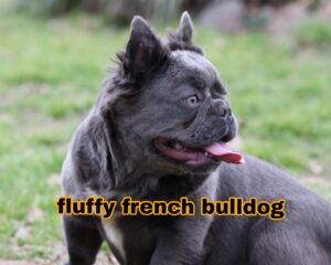 Fluffy French Bulldog