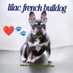 Everything you Need to Know About Lilac French Bulldog