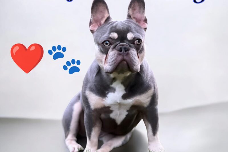 Everything you Need to Know About Lilac French Bulldog