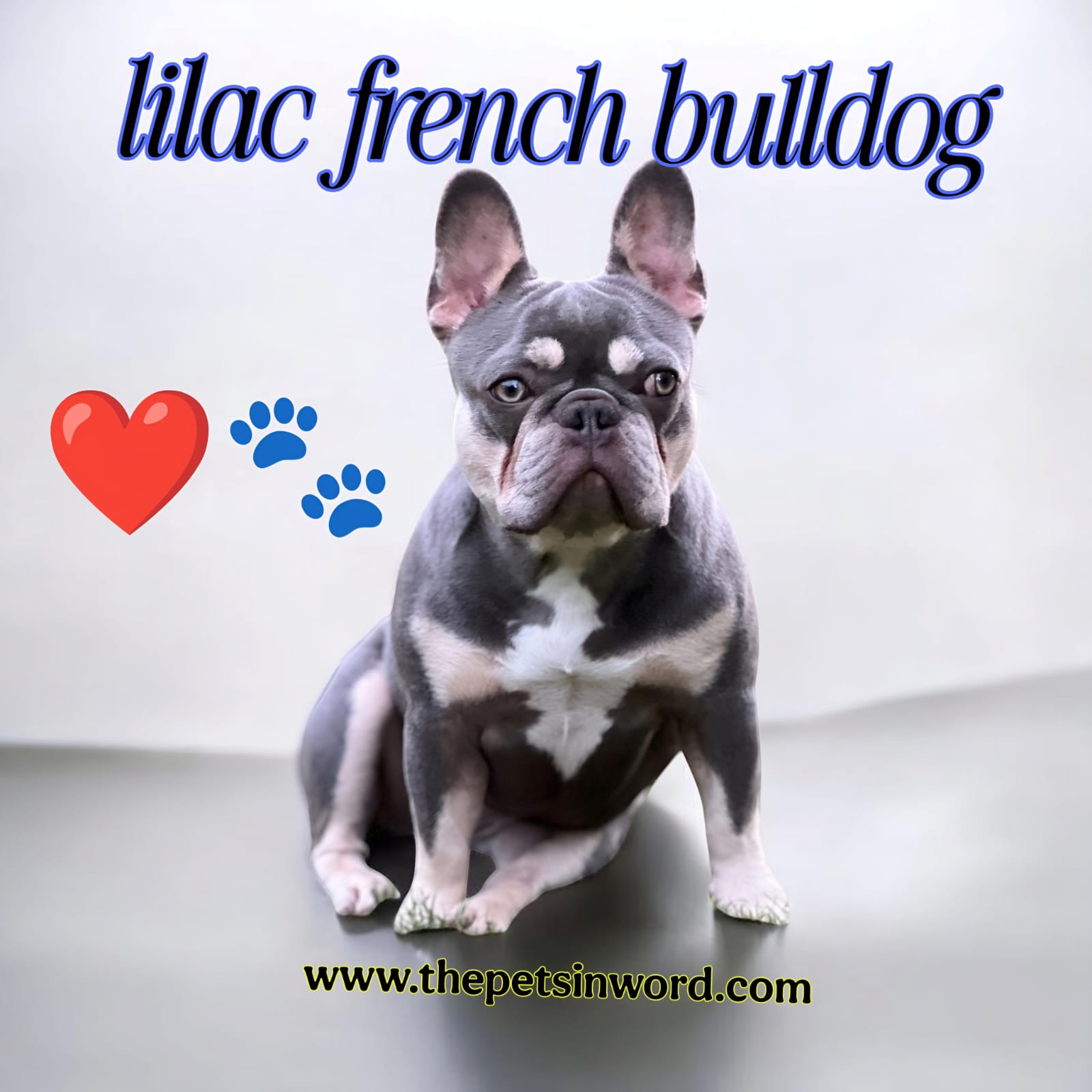 Everything you Need to Know About Lilac French Bulldog