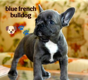 Blue French Bulldog: The Rare, Lovable, and Stylish Pup