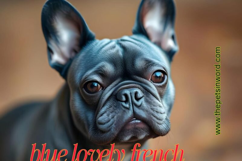 Blue French Bulldog: The Rare, Lovable, and Stylish Pup