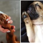 Frenchie Itchy Paws
