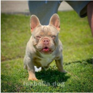 isabella french bulldogs is a family pets
