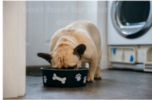 Dog Foods for French Bulldogs (2025)