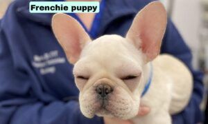 Frenchie puppy