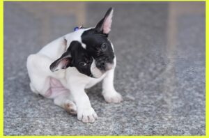 Frequent Meals Allergic reactions in French Bulldogs