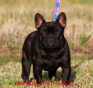 Chocolate French Bulldog