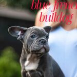 Blue Frenchie