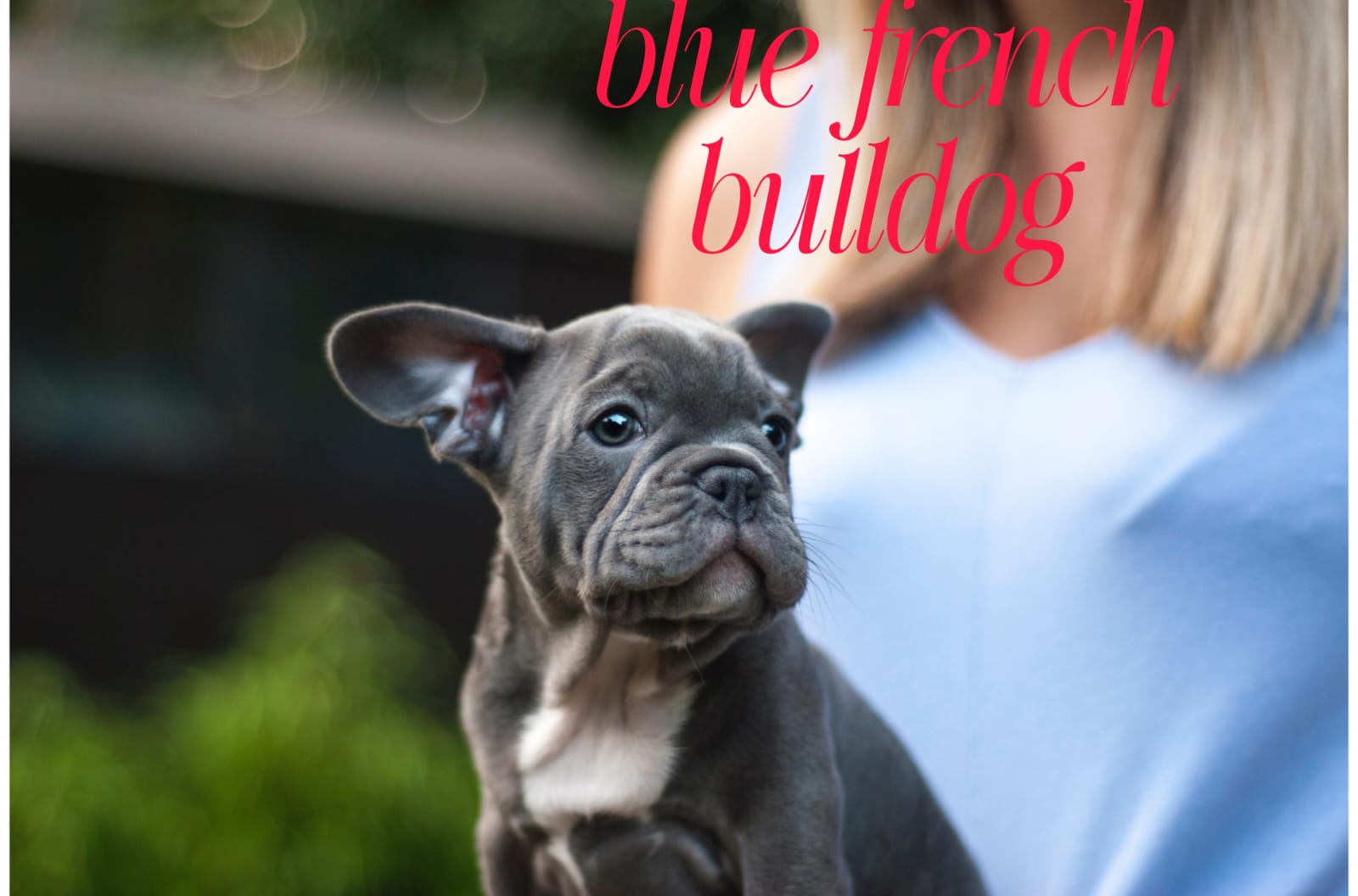 Blue Frenchie: 10 Things You Didn’t Know About This Unique Breed