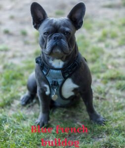 Blue Frenchie