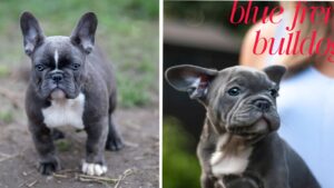 Blue French bulldog