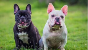 French Bulldog Breeder Prices