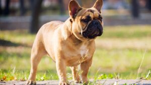 French Bulldog Adoption