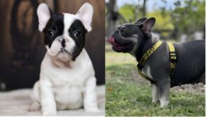 Unique French Bulldogs
