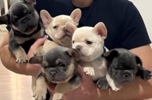Unique French Bulldogs