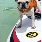 Surfing French Bulldog