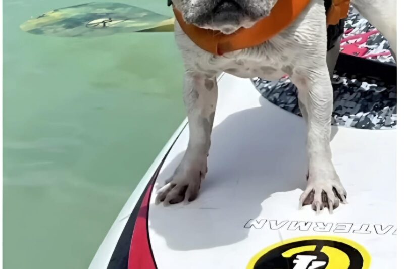 Surfing French Bulldog