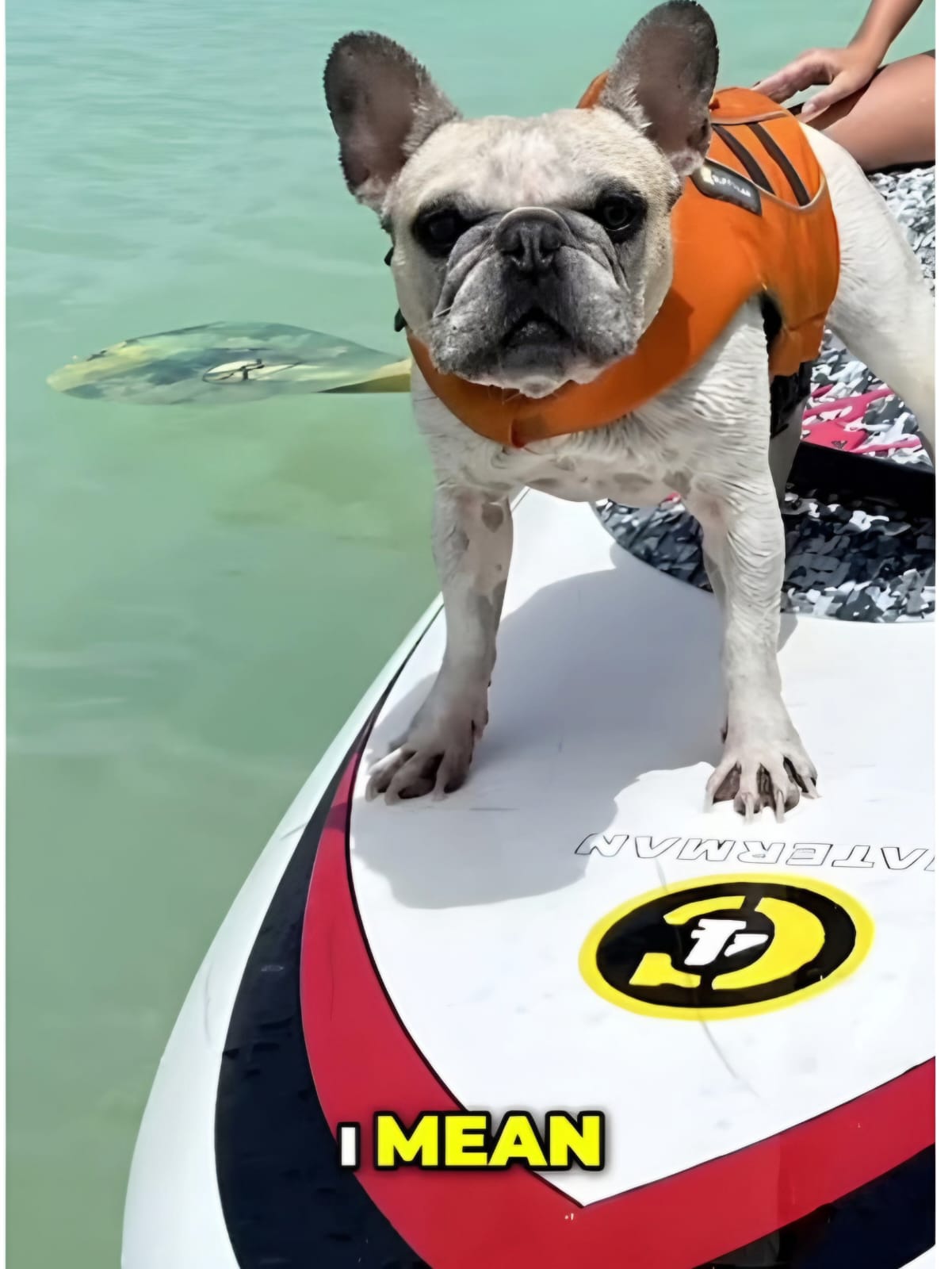 Surfing French Bulldog