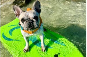 Surfing French Bulldog