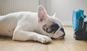  French Bulldog Overheating