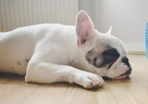 French Bulldog Overheating