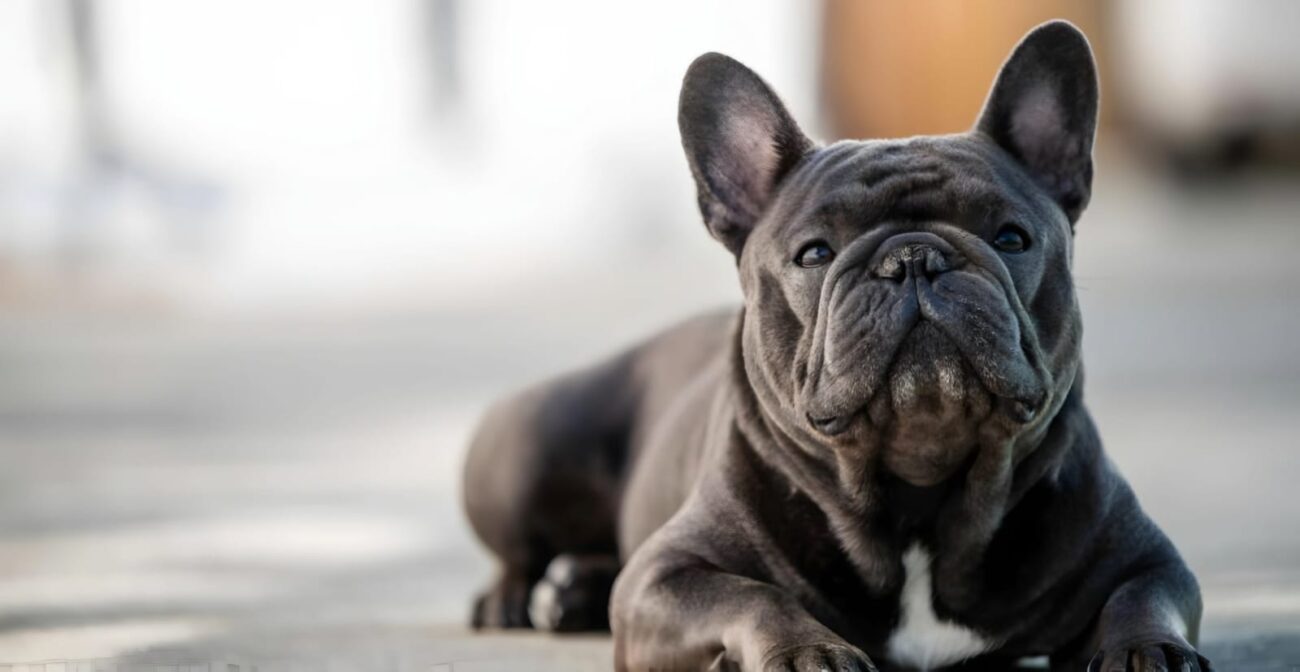 how to keep French Bulldogs cool in summer heat