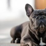 how to keep French Bulldogs cool in summer heat