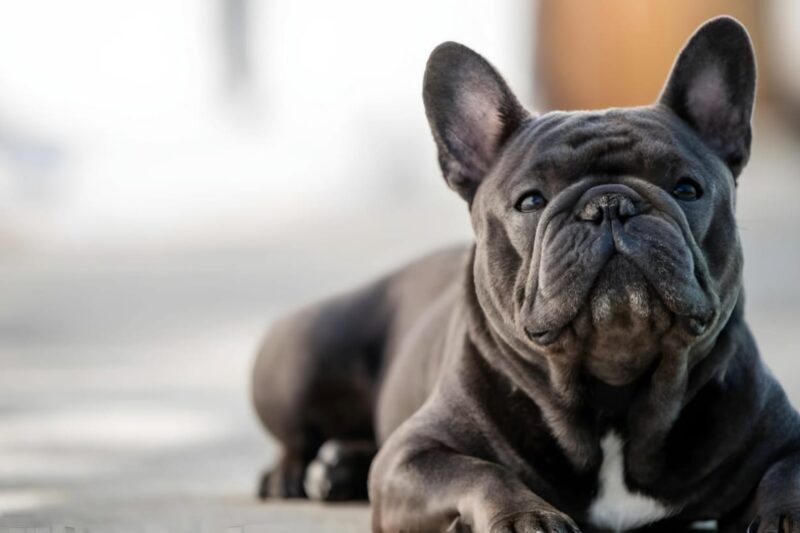 how to keep French Bulldogs cool in summer heat