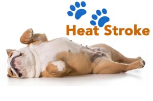 how to keep French Bulldogs cool in summer heat