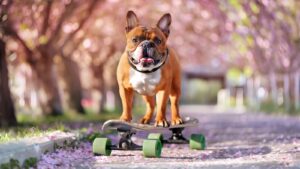 40 Most Common Health Facts You Need to Know About French Bulldogs