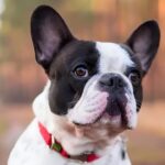 40 Most Common Health issues You Need to Know About French Bulldogs