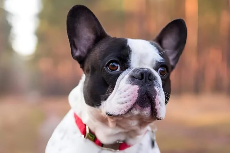 40 Most Common Health Facts You Need to Know About French Bulldogs