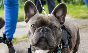 40 Most Common Health Facts You Need to Know About French Bulldogs