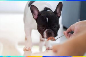 Natural Home Remedies for French Bulldog with Allergies| thepetsinword 2 Natural Home Remedies for French Bulldog with Allergies