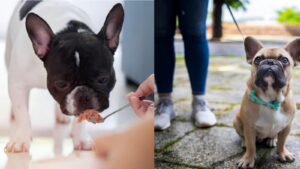 Natural Home Remedies for French Bulldog with Allergies| thepetsinword 3 Natural Home Remedies for French Bulldog with Allergies