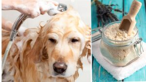 Natural Home Remedies for French Bulldog with Allergies| thepetsinword 4 Natural Home Remedies for French Bulldog with Allergies