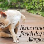 Natural Home Remedies for French Bulldog with Allergies