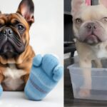 Soaking Paws in Epsom Salt for Allergies in French Bulldogs: