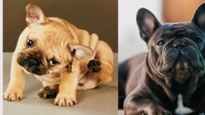 Natural Home Remedies for French Bulldog with Allergies| thepetsinword 8 Natural Home Remedies for French Bulldog with Allergies