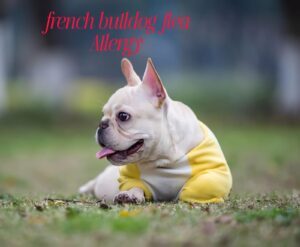 French Bulldog Flea Allergy