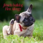 French Bulldog Flea Allergy