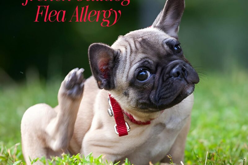 Best Treatment for French Bulldog Flea Allergy in {2025}